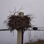 2018-03 Extremadura-0770.JPG