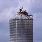 2018-03 Extremadura-0773.JPG