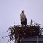 2018-03 Extremadura-0777.JPG