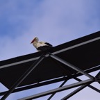 2018-03 Extremadura-0914.JPG