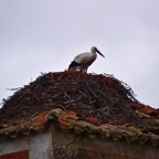 2018-03 Extremadura-1028.JPG