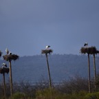 2018-03 Extremadura-1165.JPG