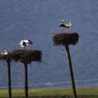 2018-03 Extremadura-1167.JPG