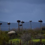 2018-03 Extremadura-1170.JPG