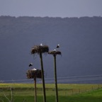 2018-03 Extremadura-1185.JPG