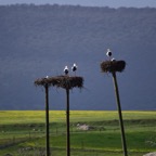 2018-03 Extremadura-1186.JPG