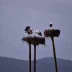 2018-03 Extremadura-1190.JPG