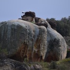 2018-03 Extremadura-1238.JPG