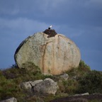 2018-03 Extremadura-1289.JPG