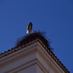 2018-03 Extremadura-1773.JPG