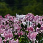 Germerode Mohn 2014-07-011.JPG