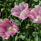 Germerode Mohn 2014-07-015.JPG