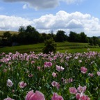 Germerode Mohn 2014-07-021.JPG