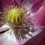 Germerode Mohn 2014-07-030.JPG