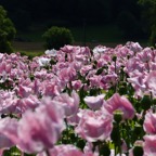 Germerode Mohn 2014-07-032.JPG