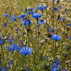 Germerode Mohn 2014-07-053.JPG