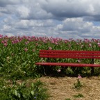 Germerode Mohn 2014-07-067.JPG