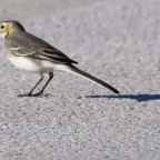 Bachstelze 2016-12.jpg