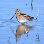 Bekassine 2016-01.jpg