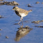 Bergpieper 2016-01.jpg