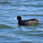 Blässhuhn 2016-01.jpg