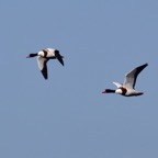 Brandgans 1 2017-01.jpg