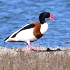 Brandgans 2 2016-01.jpg