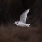 Dreizehenmöve 2018-03.jpg