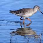 Dunkler Wasserläufer 1 2016-01.jpg