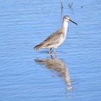 Dunkler Wasserläufer 2 2016-01.jpg