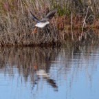 Dunkler Wasserläufer 3 2016-12.jpg