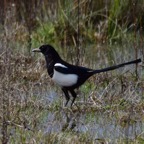 Elster 2 2018-03.jpg