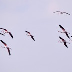 Flamingo 1 2016-12.jpg