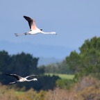 Flamingo 2 2016-12.jpg