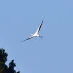 Flamingo 3 2019-12.jpg