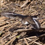 Flussuferläufer 1 2019-12.jpg