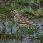 Grauammer 3 2018-03.jpg