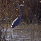 Graureiher 1 2016-01.jpg