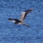 Graureiher 2 2017-01.jpg