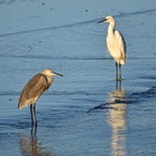 Graureiher Seidenreiher  2016-12.jpg