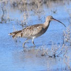 Großer Brachvogel 2 2016-01.jpg