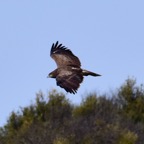 Habichtsadler 1 2018-03.jpg