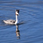 Haubentaucher 1 2019-12.jpg