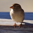 Haussperling 2 2019-12.jpg