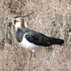 Kiebitz 1 2016-01.jpg