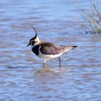 Kiebitz 2 2016-01.jpg