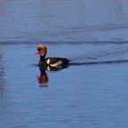 Kolbenente 2019-12.jpg