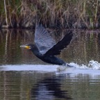 Kormoran 1 2015-12.jpg