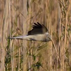 Kornweihe 2019-12.jpg