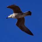 Mittelmeermöve 1 2018-03.jpg